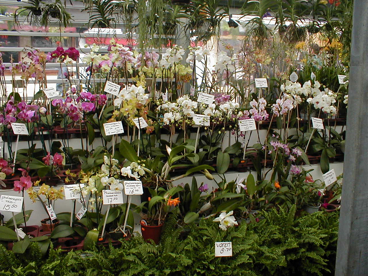 a.orchids.jpg