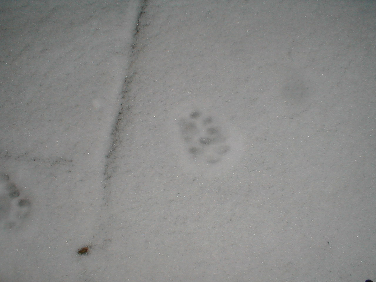 catprints5.jpg